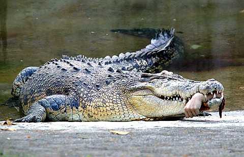 Crocodilo guloso.
